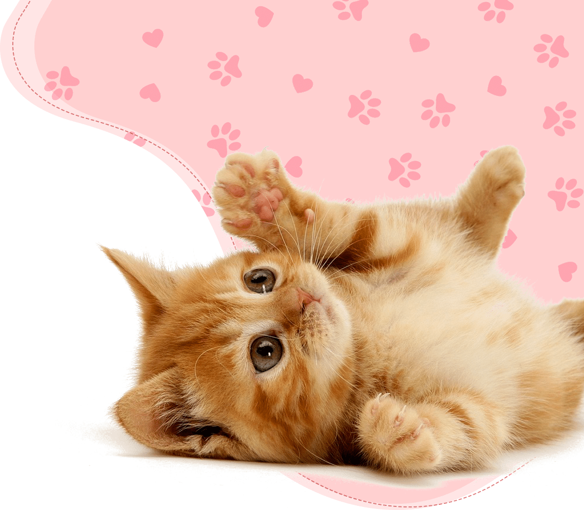 Cute cat laying down and playing with a cat sitter in sitting session