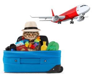 Non-Pet Friendly Airlines in Dubai