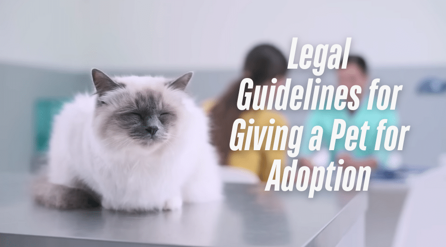 Legal Guidelines for Giving a Pet for Adoption 