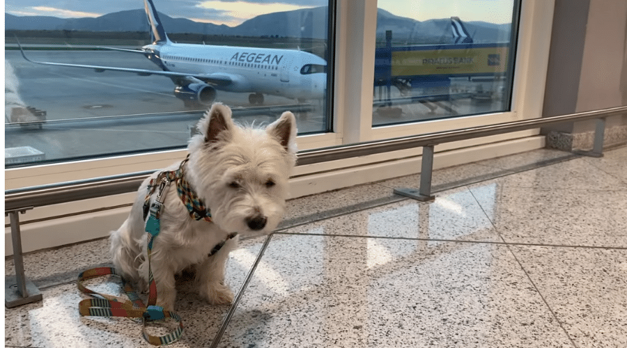 Airlines with Dog Restrictions in Dubai 