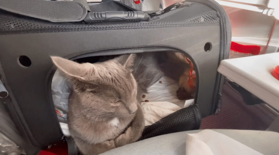 Airlines with Cat Restrictions in Dubai