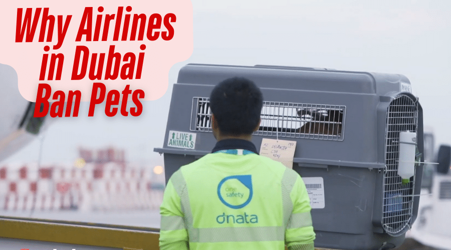 Why Airlines in Dubai Ban Pets 