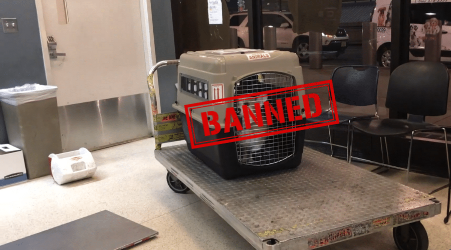Dubai Airlines That Completely Ban Pets