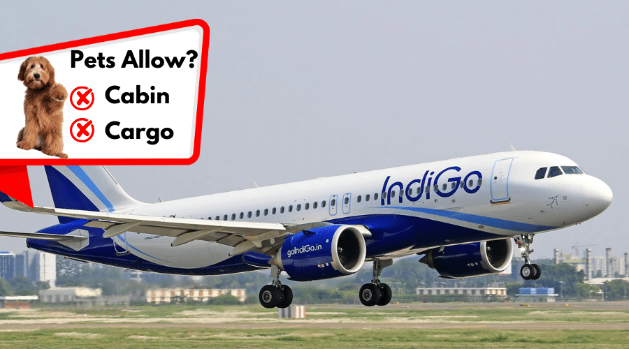  IndiGo (India)