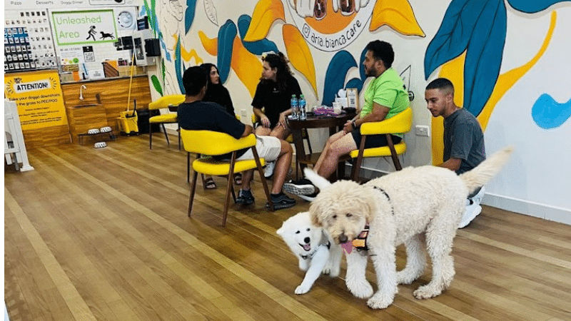 Aria and Bianca's Bubble Tea Cafe Pet-Friendly Restaurants & Cafes in Dubai