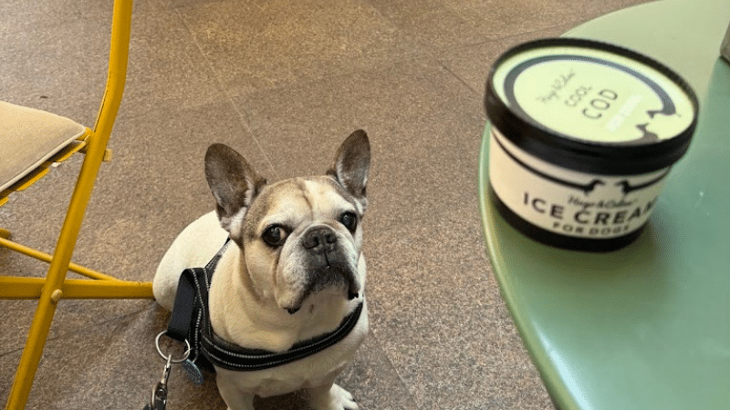 Pawdy Neighbors Pet-Friendly Restaurants & Cafes in Dubai
