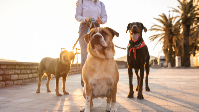Senior Dog Walk Routine To Prevent Mobility Issues