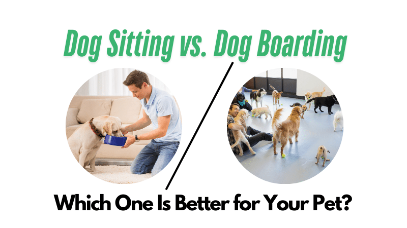 Dog Sitting vs. Dog Boarding – Which One Is Better for Your Pet?