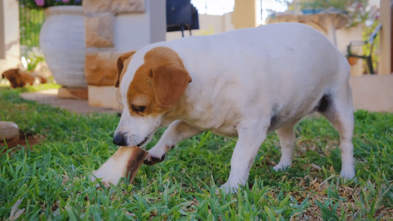 calcium Ingredients for pet food 
