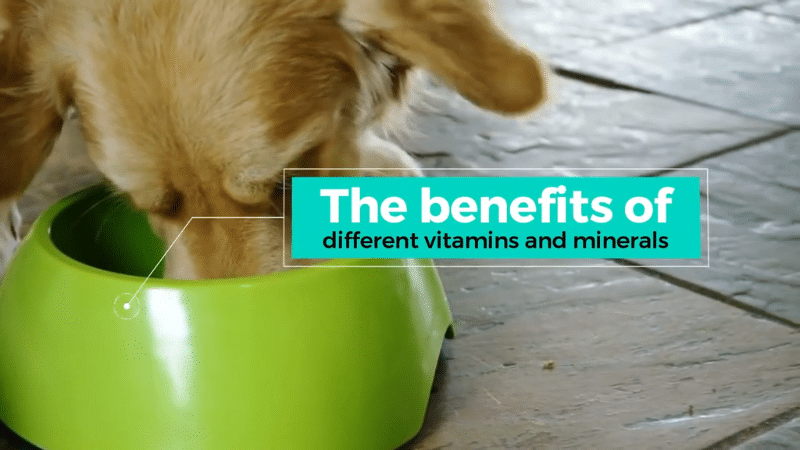 Vitamins and Minerals Ingredients for pet food

