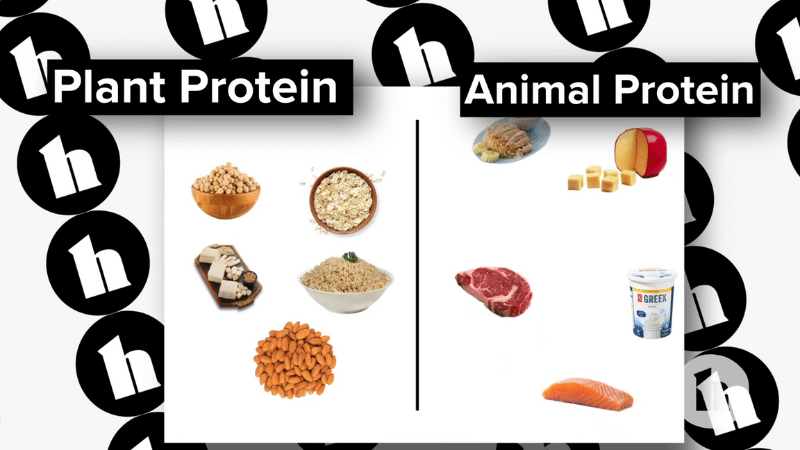 Protein Ingredients for pet food