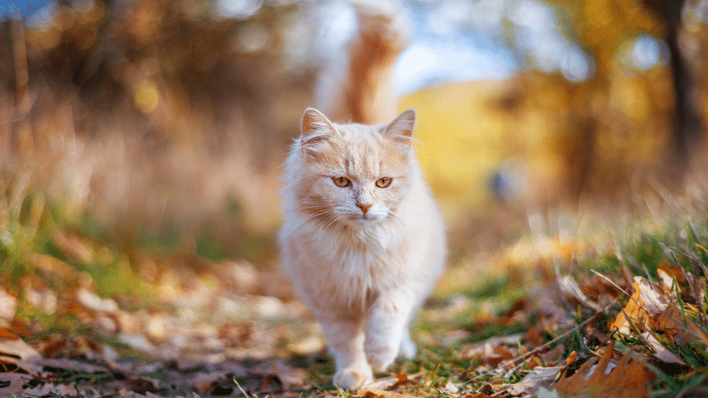 Arabian Mau Cat Behaviour
