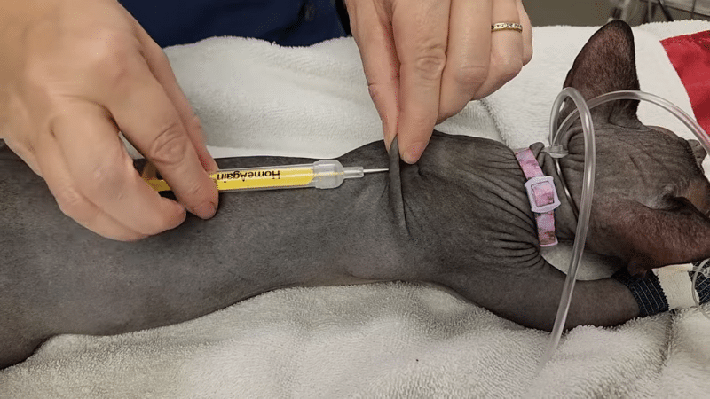 How Do Pet Microchips Work?
