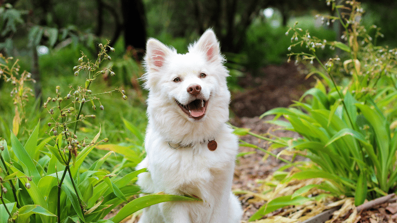 catnip for dogs