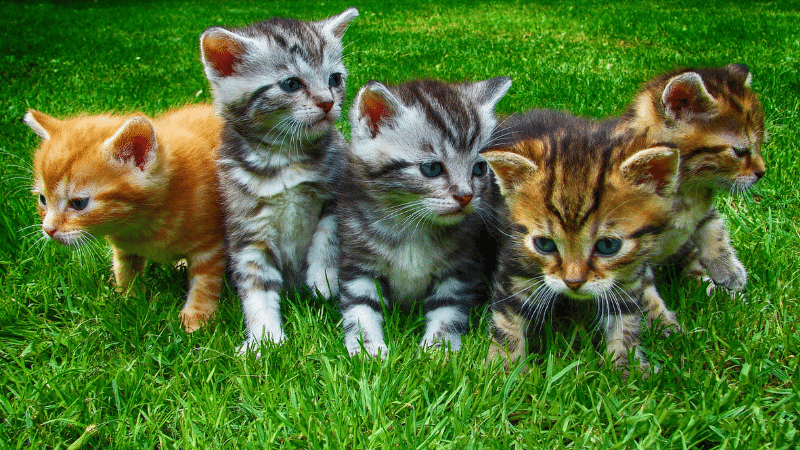 Arabian Mau Cat Colors