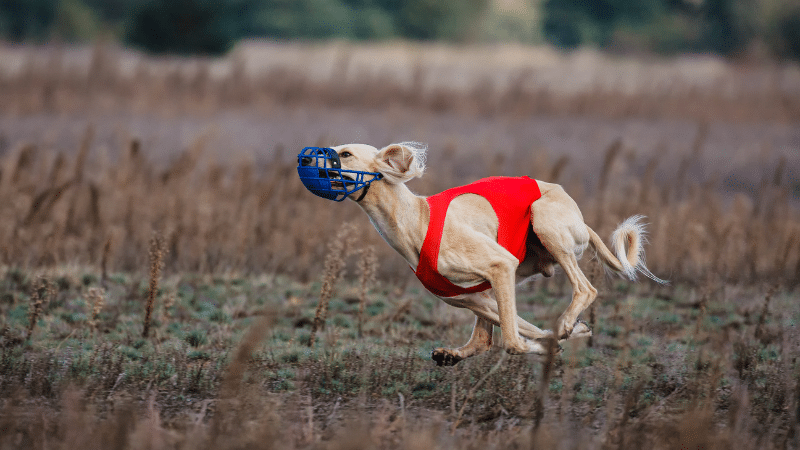 Saluki Behavior and Care Guide