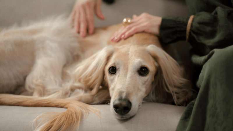 Saluki dog Health Issues