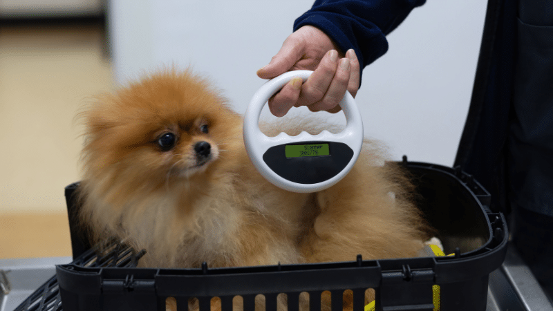 Advantages of Microchipping Pets