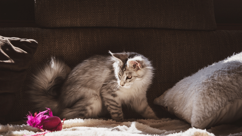 Arabian Mau Cat Adoption