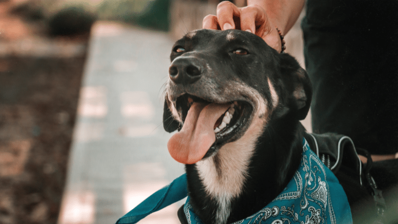 Market Trends and Regulatory Landscape ​pet microchip