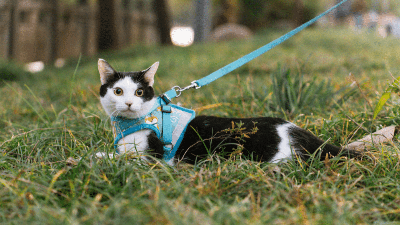 Arabian Mau Cat Personality