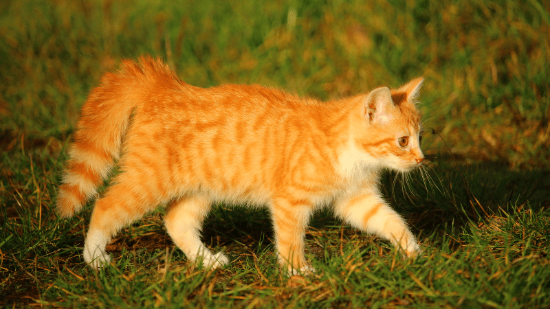 Arabian Mau Cat
