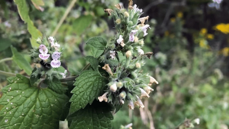 What is catnip? 