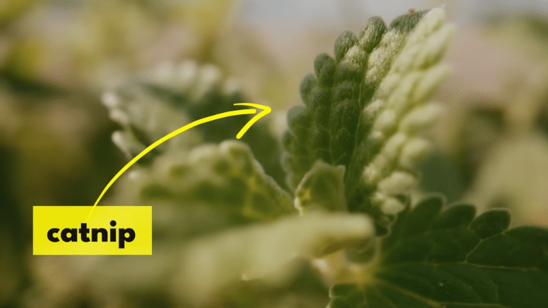 Everything you should to know about catnip