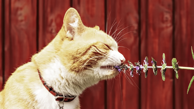 Cats Can Eat Catnip