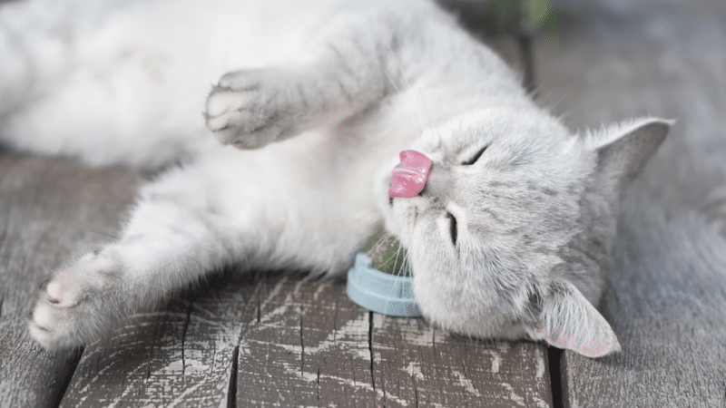 Why Do Cats Love Catnip? 