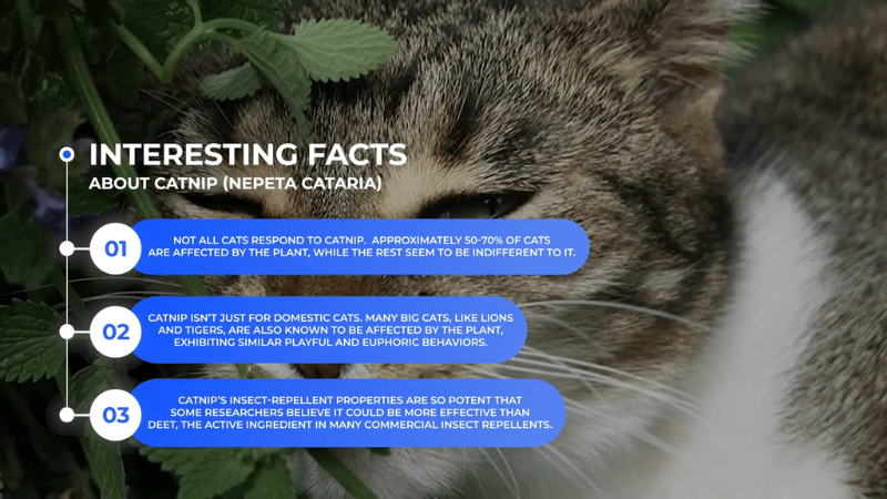 Catnip Benefits For Cats