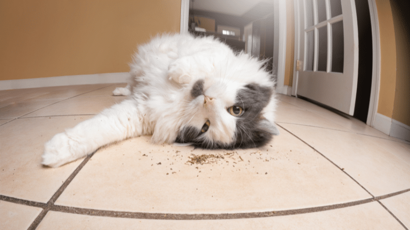cat roll in catnip