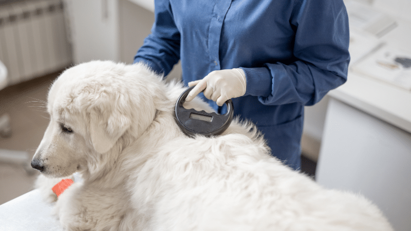 Pet Microchipping