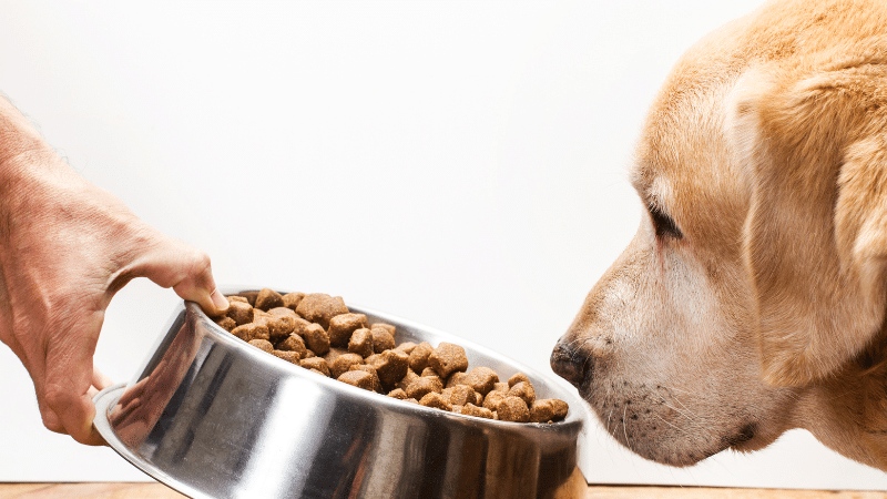 Saluku dog food