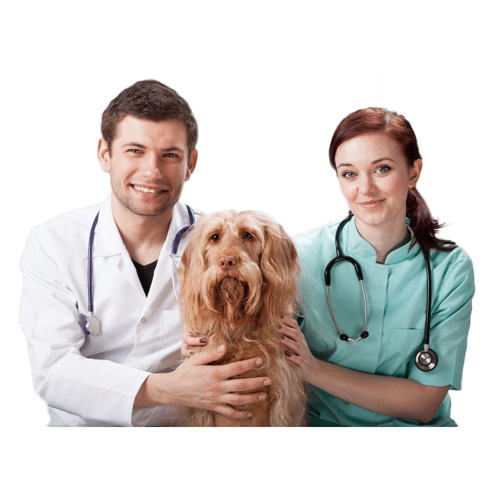 The Veterinarian Recommended Pawland