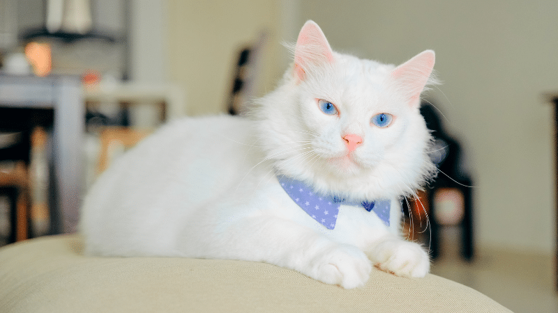 Solid cat