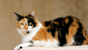 Top 18 cats with Unique cat coat patterns You've Never Seen