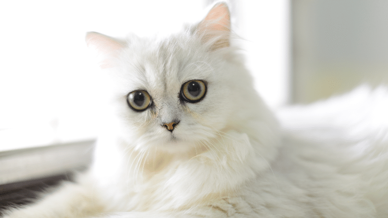 Salmiak (Grey Tuxedo)
