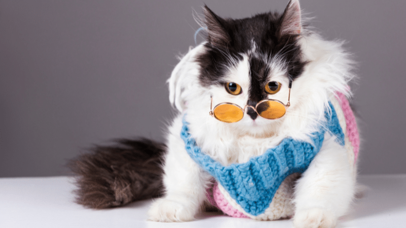 Cat Fur Patterns, Colors