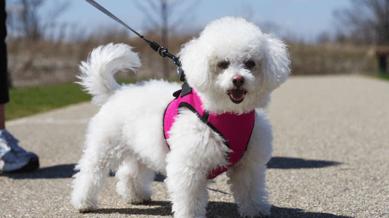Best dog walking spots in dubai