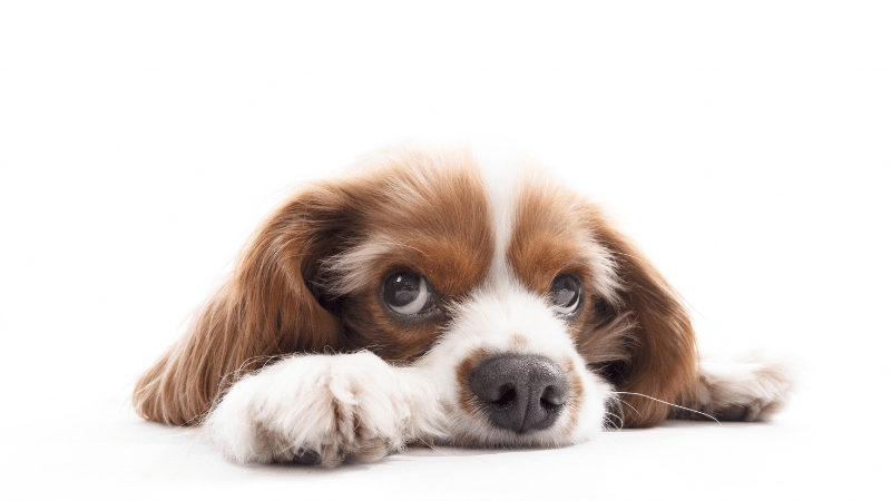 A close-up of a relaxed dog’s face with its eyes half-closed and ears resting back, appearing peaceful and calm.