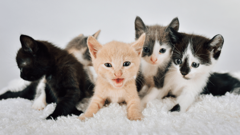 Cat Fur Colors