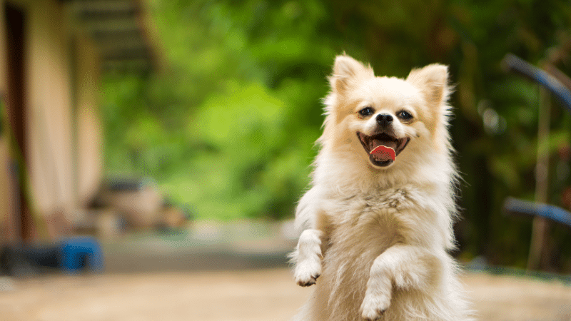 A happy dog standing and smiling with a green background.