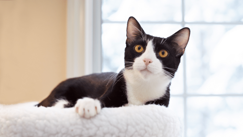 Tuxedo