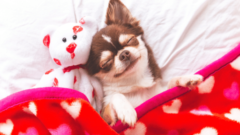 A female dog lying down on a soft blanket, relaxed and resting peacefully.
