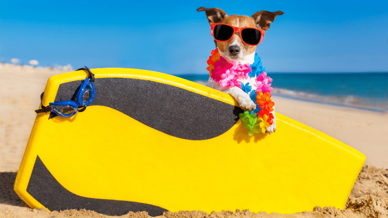 A male dog with a stylish scarf, standing confidently against a background of the sea.
