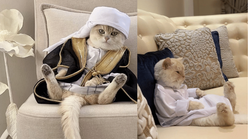 arab cat