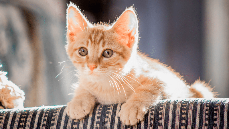 arabian mau tabby