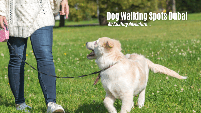 best dog walking spots in Dubai