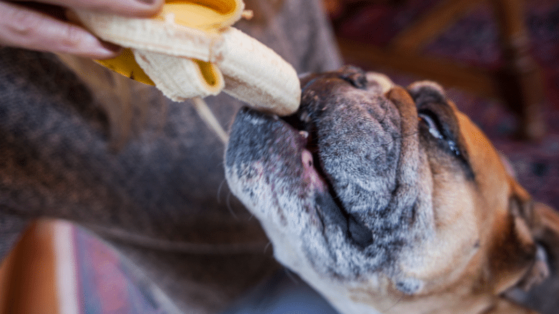 A dog eating a banana while a person feeds it gently, showing a healthy treat moment
